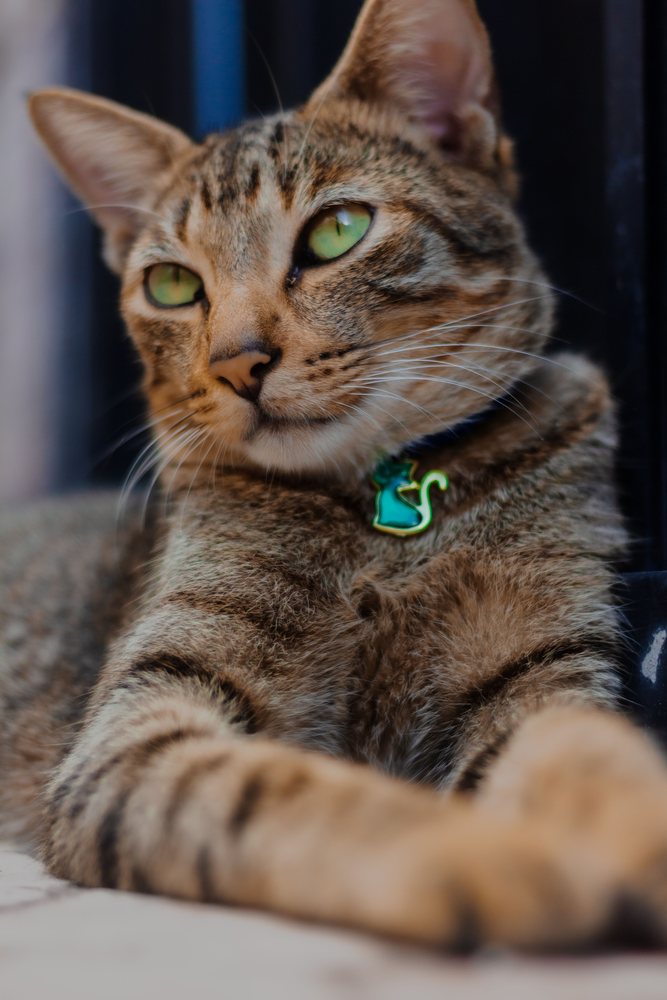 Cica